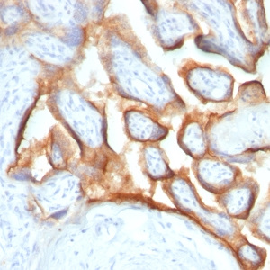 HCG-alpha (Pregnancy & Choriocarcinoma Marker); Clone SPM552 (Concentrate)