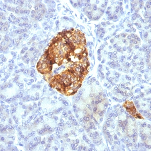 Chromogranin A / CHGA (Neuroendocrine Marker); Clones CGA/413 & CHGA/777 & CHGA/798 (Concentrate)