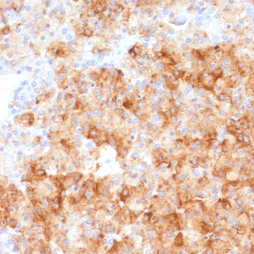 Chromogranin A / CHGA (Neuroendocrine Marker); Polyclonal (Concentrate)