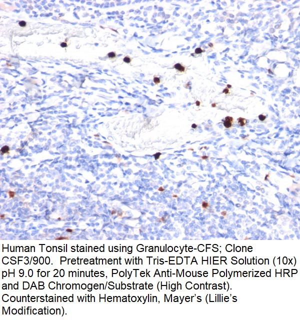 Granulocyte-Colony Stimulating Factor (G-CSF); Clone CSF3/900 (Concentrate)