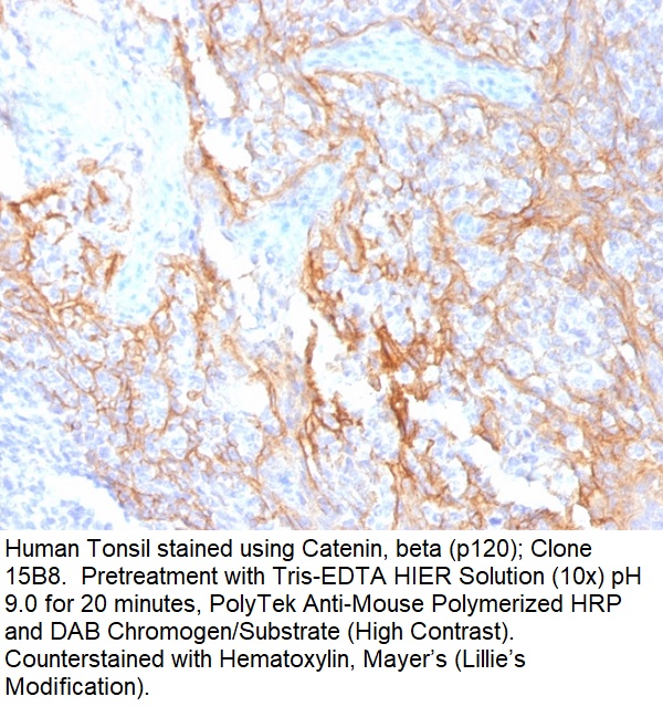 Catenin, beta (p120); Clone 15B8 (Concentrate)