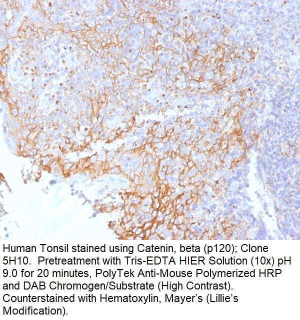 Catenin, beta (p120); Clone 5H10 (Concentrate)