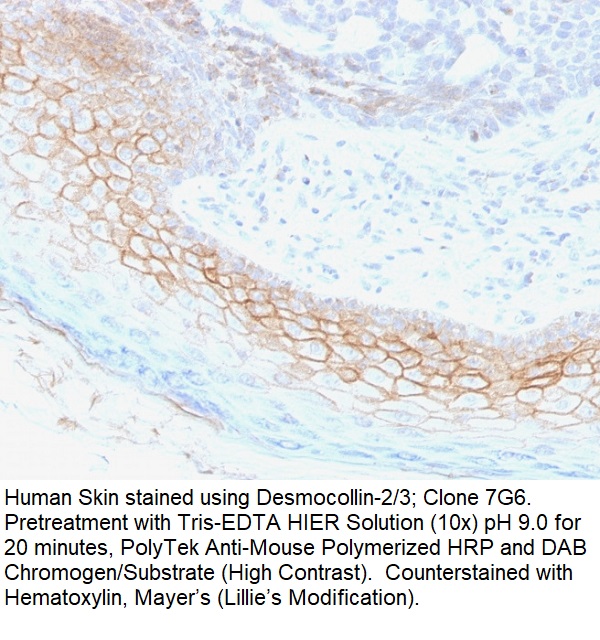 Desmocollin-2/3; Clone 7G6 (Concentrate)