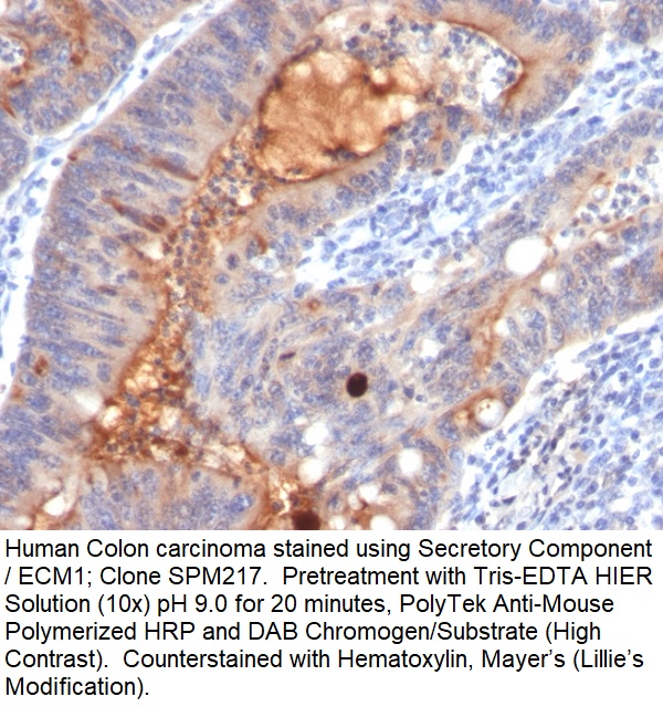 Secretory Component / ECM1; Clone SPM217 (Concentrate)