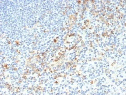 CD33 / SIGLEC3 (Myeloid Cell Surface Antigen); Clone SIGLEC3/3597