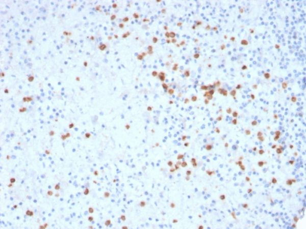 CD33 / SIGLEC3 (Myeloid Cell Surface Antigen); Clone SIGLEC3/3600