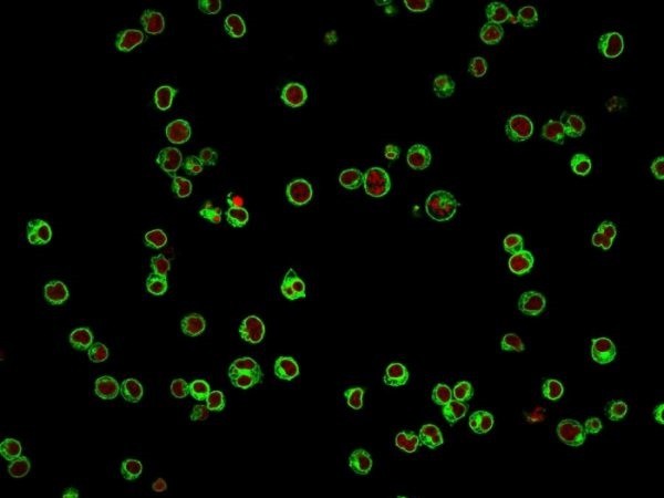 CD3e (T-Cell Marker); Clone UCHT1