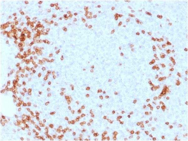 CD3e (T-Cell Marker); Clone C3e/1931