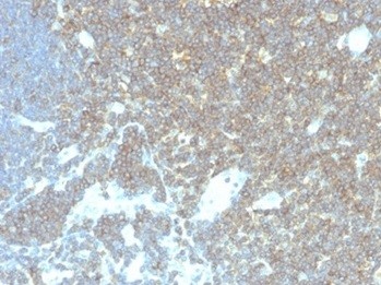 CD48 (Pan Leukocyte Marker); Clone CD48/4786