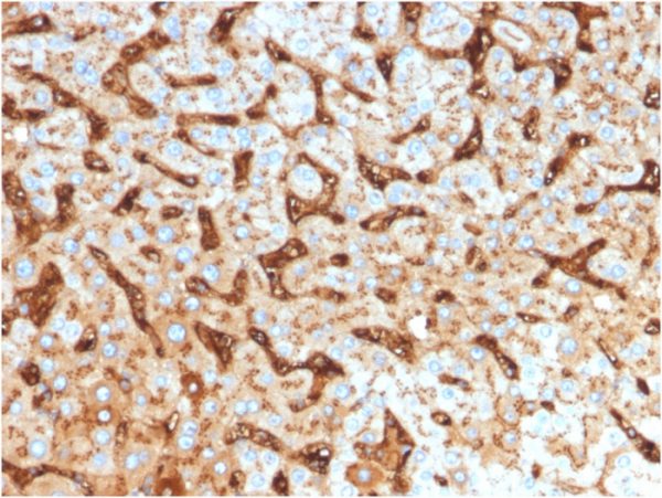 Albumin (Transport Protein); Clone ALB/2144