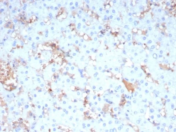 Apolipoprotein A4 / apoA-IV; Clone APOA4/3654