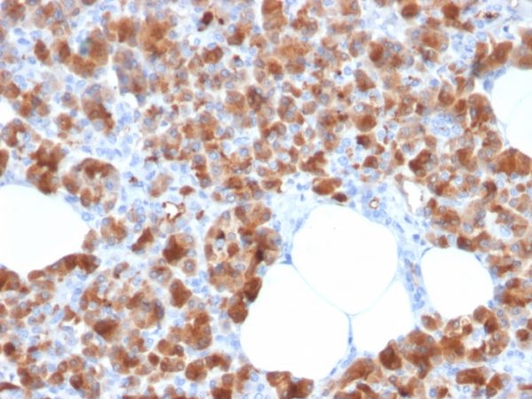 Carboxypeptidase A1 / CPA1 (Pancreatic Cancer Marker); Clone CPA1/2713