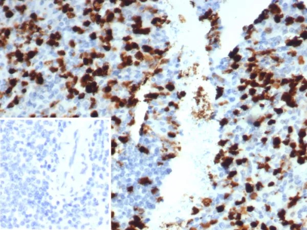 CD133 / Prominin (Cancer Stem Cell Marker); Clone PROM/1510