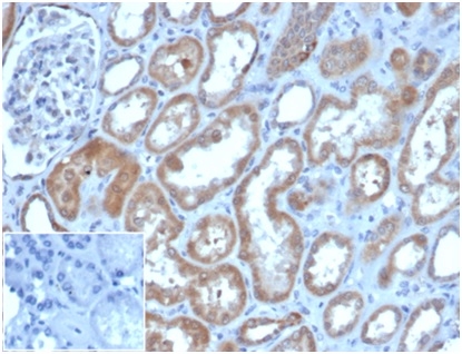 CD205 / LY75 / DEC-205; Clone CD205/3720