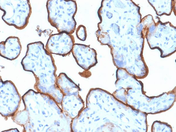CD71 / Transferrin Receptor (TFRC) (Extracellular Domain); Clone TFRC/1839