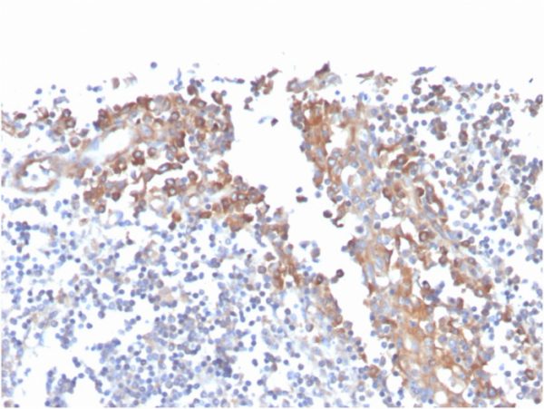 CD80 (B7-1); Clone C80/3544