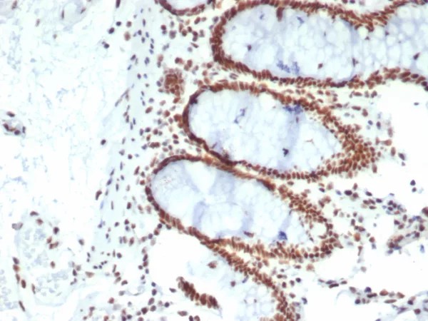 CDC5L; Clone PCRP-CDC5L-2C6