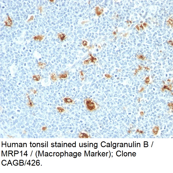 Calgranulin B / MRP14 / (Macrophage Marker); Clone CAGB/426 (Concentrate)