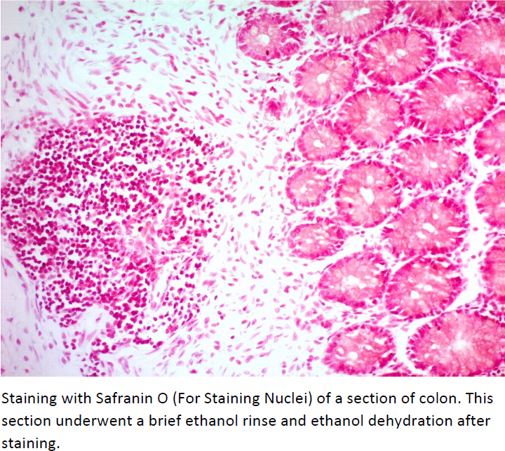 Safranin O Solution (For Staining Nuclei)